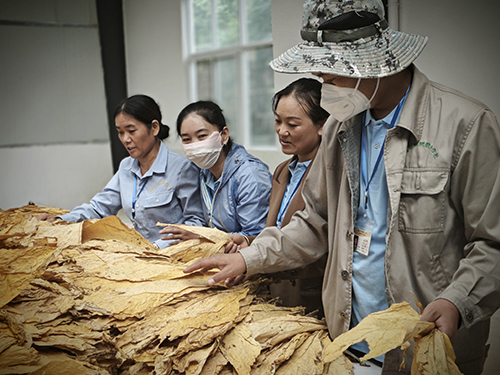 开磅收烟.jpg 开磅收烟.jpg