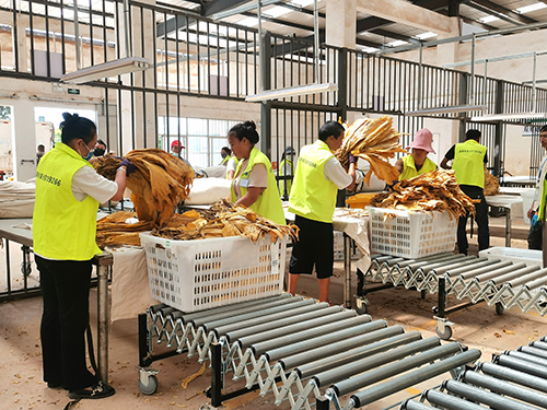 开磅收烟1.jpg 开磅收烟1.jpg