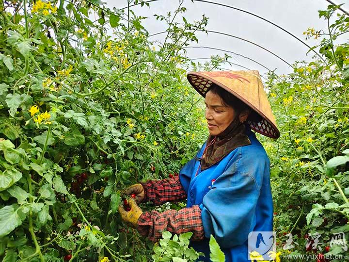 易门县曾所社区玲珑小番茄丰收
